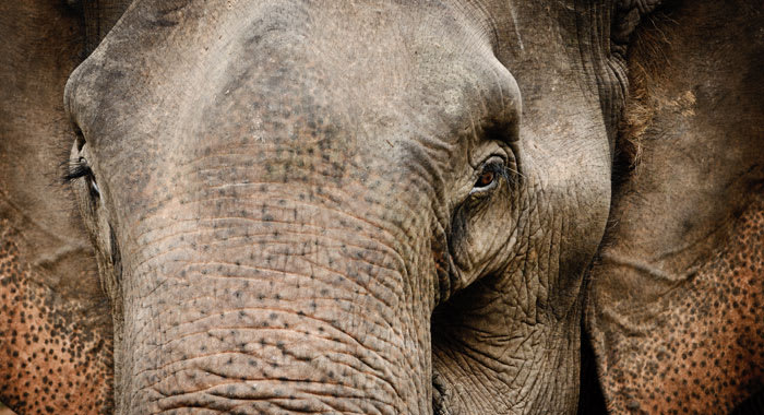 An elephant head