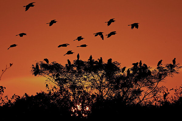 Jacaré-Tinga's 5-Day Jau National Park Cruise Day One -  Birds at Sunset.