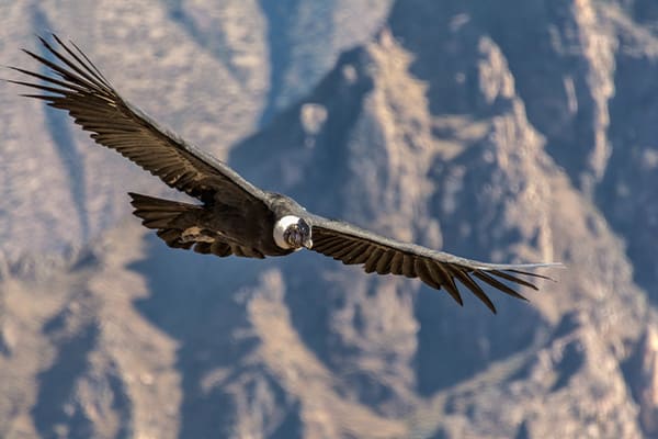 Andean Condor in Flight