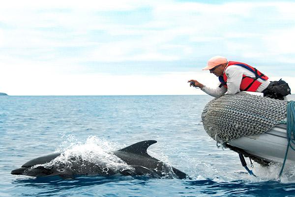 Galapagos Sea Star’s 15-Day B+C+A Itinerary Day Fifteen - Dolphins near the Panga.