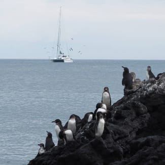Ship in the distance and penguins on the rocky beach