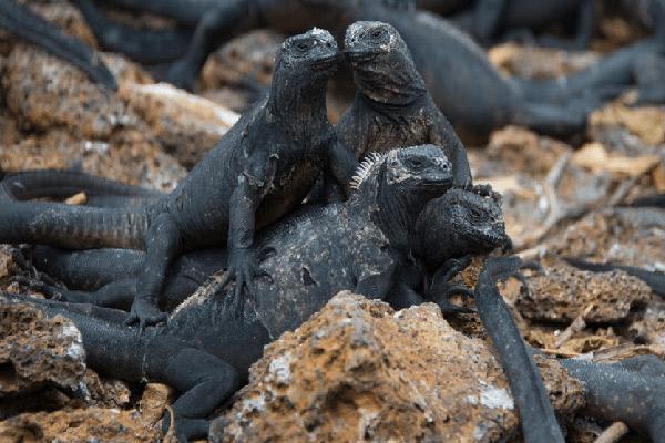 Nemo II’s 8-Day Southern Itinerary Day Four - Group of Marine Iguanas.
