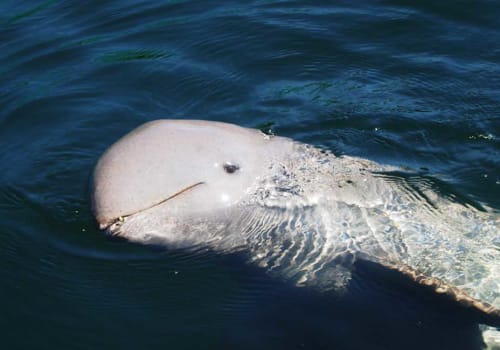 Irrawaddy river dolphin