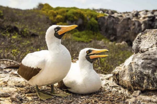 Seaman Journey - 5-day Cruise 