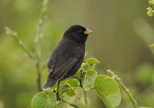 A,Darwin's,Finch,Or,Galapagos,Finch,(geospiza,Spp)