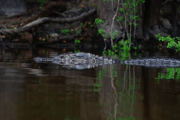 Jacaré Acu's 8-Day Cruise Day Six - Caiman Swimming.